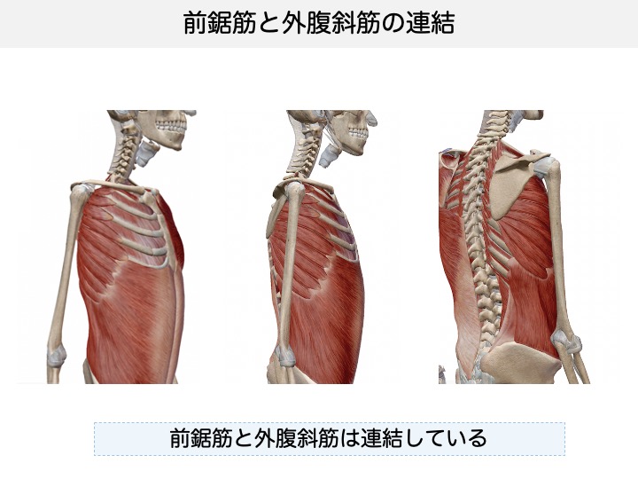 リーチ動作 前鋸筋をチェック Konnichipt Com